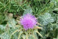 Silybum marianum