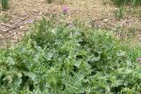 Silybum marianum