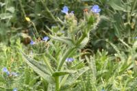 Anchusa officinalis