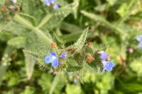 Anchusa officinalis