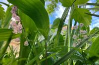 Convallaria majalis