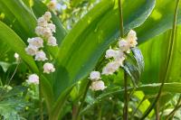 Convallaria majalis