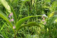 Convallaria majalis