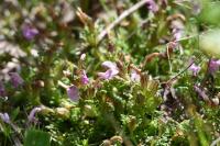 Pedicularis sylvatica