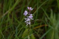Dactylorhiza maculata
