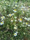 Anthemis arvensis