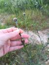 Centaurea jacea