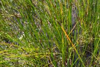 Eleocharis palustris