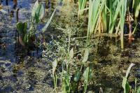 Alisma plantago-aquatica