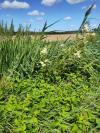 Filipendula ulmaria