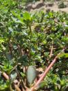 Portulaca oleracea