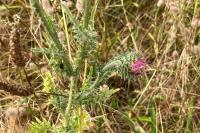 Carduus nutans