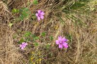 Malva sylvestris