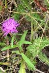Centaurea