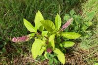 Phytolacca americana