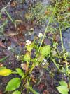 Alisma lanceolatum