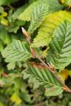 Carpinus betulus