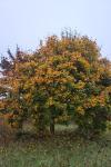 Acer platanoides