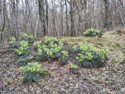 Helleborus foetidus