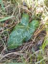 Arum italicum