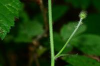 Hieracium laevigatum