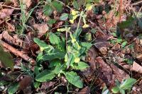 Primula x polyantha