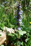 Ajuga reptans