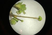 Ranunculus tripartitus