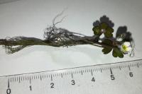 Ranunculus tripartitus