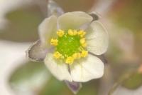 Ranunculus tripartitus