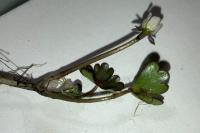 Ranunculus tripartitus