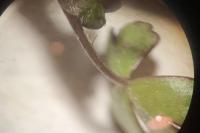 Ranunculus tripartitus