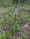 Orchis purpurea