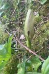 Arum maculatum