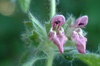 Stachys alpina