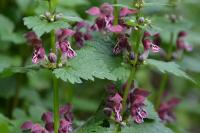 Lamium maculatum