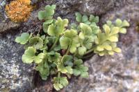 Asplenium ruta-muraria
