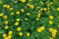 Ranunculus repens