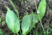 Alisma lanceolatum