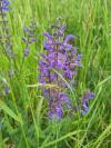Salvia pratensis