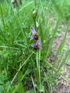 Ophrys apifera
