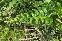 Pteridium aquilinum