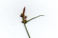 Carex pilulifera