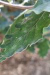 Quercus pubescens