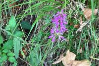 Betonica officinalis