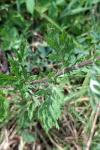 Artemisia vulgaris