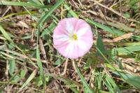 Convolvulus arvensis