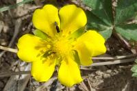 Potentilla reptans