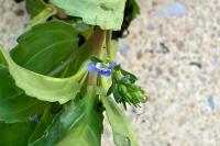 Veronica beccabunga