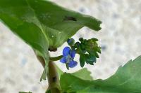 Veronica beccabunga
